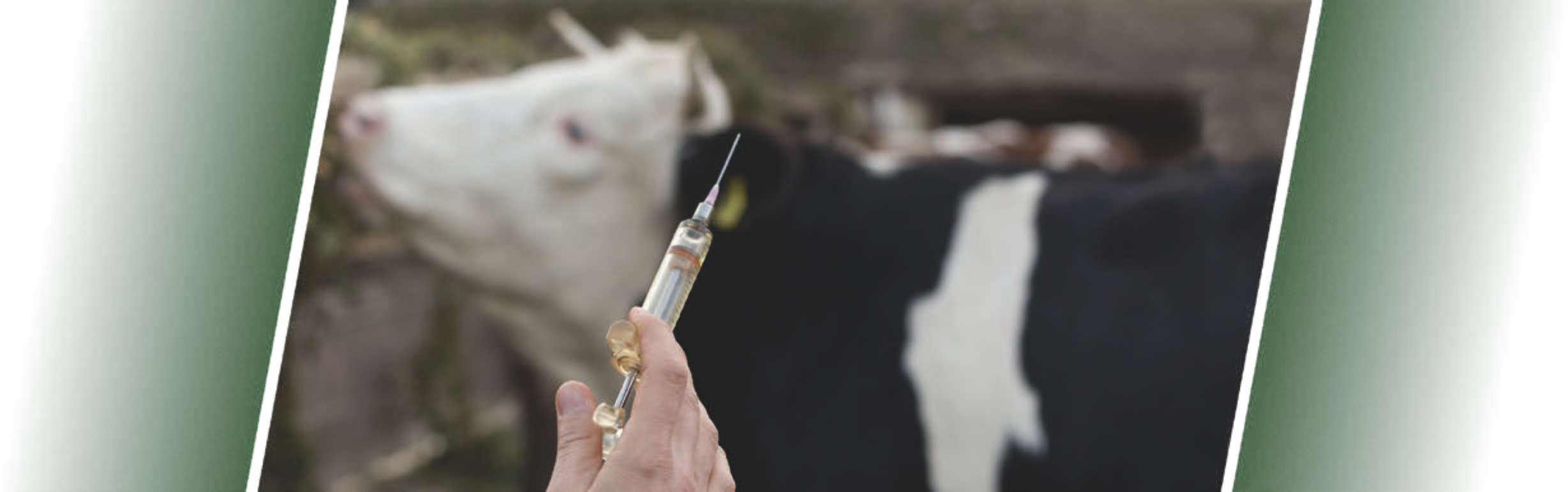 bovistem_bro Тест на определение антибиотиков в молоке