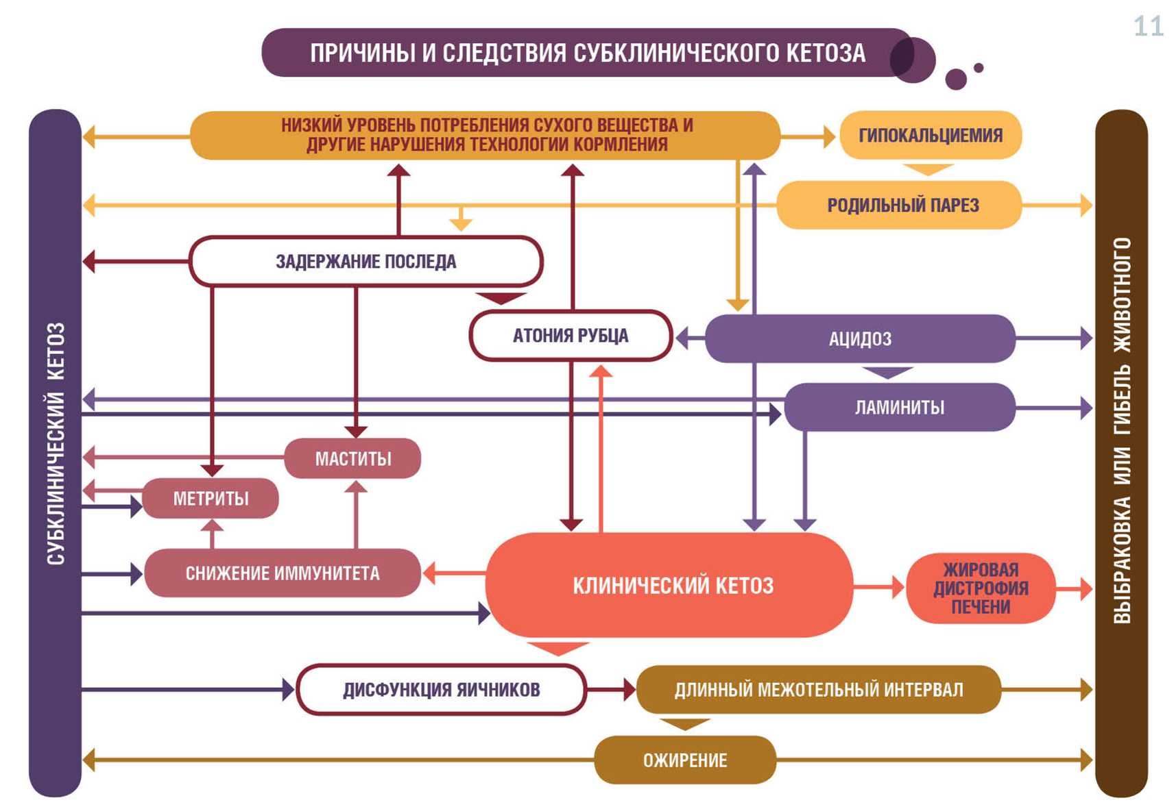 chema1 Схема профилактических мероприятий в послеотельный период 