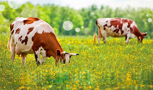 cow Профилактика и лечение основных нарушений обмена веществ в молочном скотоводстве