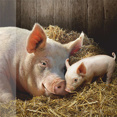 poros Каталог ветеринарных препаратов для свиней