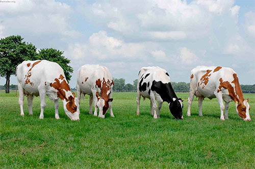 poroda-korov Профилактика и лечение основных нарушений обмена веществ в молочном скотоводстве